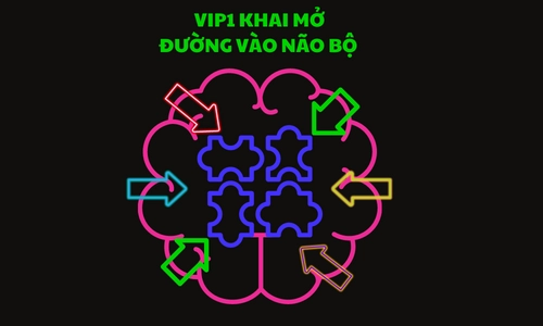 VIP1 - NHỮNG CON ĐƯỜNG ĐƯA THÔNG TIN VÀO NÃO